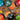 Coloured cast iron casserole pots